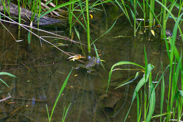 marsh frog in the pond