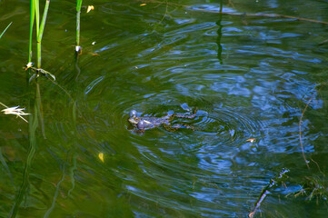 marsh frog in the pond