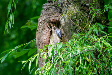 eurasian nuthatch on a tree trunk