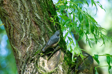 eurasian nuthatch on a tree trunk