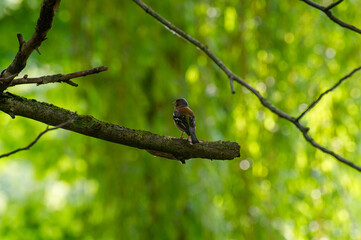 eurasian chaffinch perched on a tree branch