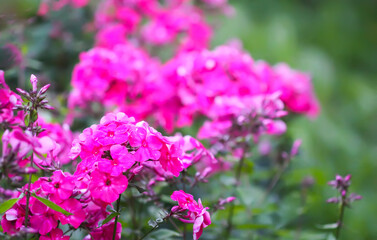 Obraz premium Blooming Phlox paniculata plants outdoors. Flowers in the countryside at summer.