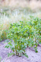 Rows of young potato plant sprouts grow on a farm field.