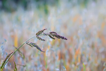 Echinochloa crus-galli, cockspur grass, barnyard millet, Japanese millet, water grass, barnyard grass plant.
