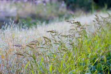 Wildflowers in a meadow. Beauty in nature.