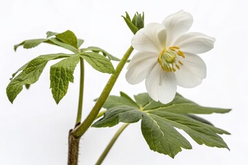 Closeup of a white flower and green leaves