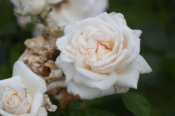 White rose flowers. Faded petals close up.