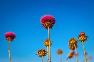 Close up of a group of milk thistle flowers against a blue sky background. Natural and organic superfood product made from wild flowers.