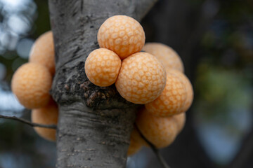 Fungus on tree Ushuaia Tierra de Fuego Patagonia Argentina  