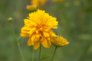 Rudbeckia Golden ball yellow flowers.