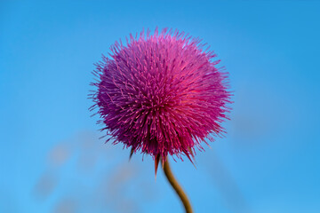Thistle flower on light blue background.