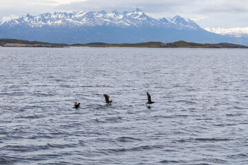 Navigating the Beagle channel from Ushuaia with sea lions, whales, penguins and various bird species, and the iconic Les Eclaireurs Lighthouse. Tierra de Fuego Patagonia Argentina.