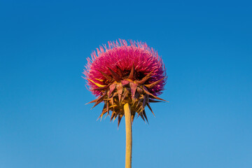 Close up of a milk thistle flower against a blue sky background. Natural and organic superfood product made from wild flowers.