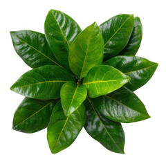 Obraz premium Lush green plant leaves isolated on transparent background