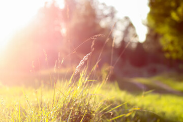 Wildflowers in a meadow. Beauty in nature in a "golden hour".