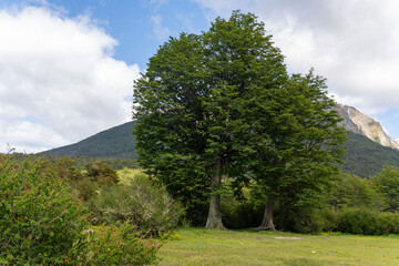 Tierra del Fuego National Park, in Argentina, islocated in  Antarctica and the South Atlantic Islands. It is the southernmost national park and is characterized by its subantarctic landscapes.