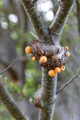Cyttaria darwinii fungus on trunks in   Tierra del Fuego National Park, in Argentina 