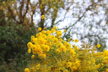 Rudbeckia Golden ball yellow flowers.