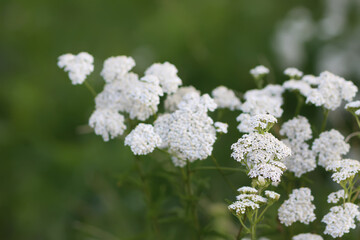 Yarrow plant. Medicinal herb of Achillea in bloom