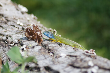 Small Iberian emerald lizard, Schreiber's green lizard crawling on a log in nature