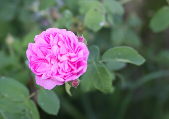 Fototapeta premium Garden roses in bloom. Beautiful romantic flowers growing outdoors.