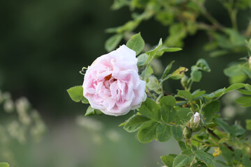 Garden roses in bloom. Beautiful romantic flowers growing outdoors.