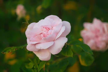 Garden roses in bloom. Beautiful romantic flowers growing outdoors.
