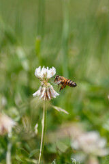A bee flying to take nectar from a white clover