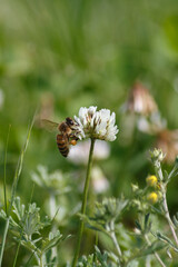 A bee taking nectar from a white clover