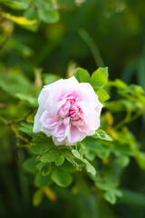 Garden roses in bloom. Beautiful romantic flowers growing outdoors.