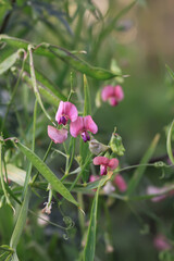 Wildflowers in a meadow. Beauty in nature. Lathyrus sylvestris plants.
