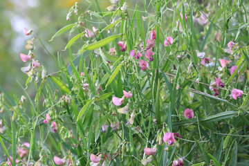 Wildflowers in a meadow. Beauty in nature. Lathyrus sylvestris plants.