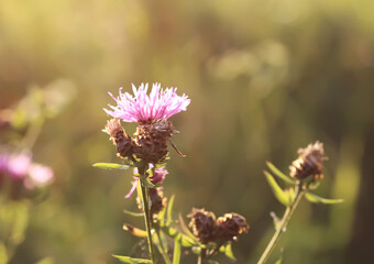 Wildflowers in a meadow. Beauty in nature. Thistle plants.