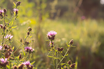 Wildflowers in a meadow. Beauty in nature. Thistle plants.