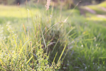 Wildflowers in a meadow. Beauty in nature.