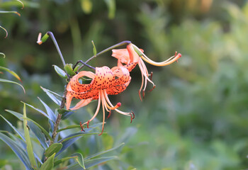 Tiger lilies with spotted petals in a summer garden. Lily flower in full bloom.