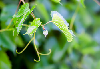 Green grape vine in the vineyard.