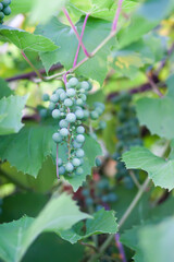 Green grape vine in the vineyard. Unripe grapes.