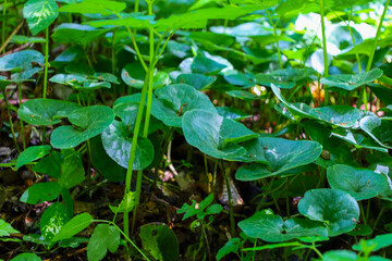A growing tinder fungus on a tree trunk covered with bright green moss creates a detailed macro shot of a forest ecosystem. This image highlights natural textures, biodiversity, and the decomposition 