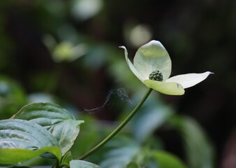 white tetrapetaleus flowers of Cornus Kousa tree at spring