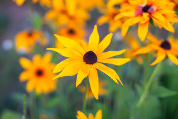 Rudbeckia hirta medicinal plant with yellow flowers.