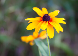 Rudbeckia hirta medicinal plant with yellow flowers.