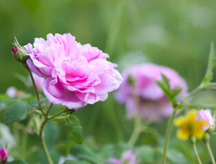 Garden roses in bloom. Beautiful romantic flowers growing outdoors.