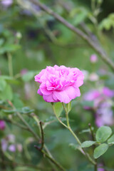 Garden roses in bloom. Beautiful romantic flowers growing outdoors.