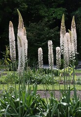 high inflorescences white flowers of  EREMURUS ROBUSTUS -Xanthorrhoeaceae Family