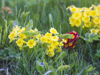 Yellow flowers of a primrose or primula in a garden.