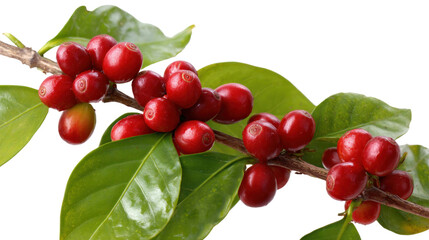 Obraz premium Coffee Beans on Branch: A close-up shot presents the vivid image of fresh coffee beans, with ripe red coffee cherries clustered on a branch, highlighting the source of the beloved beverage.