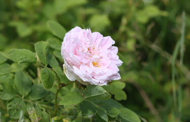 Garden roses in bloom. Beautiful romantic flowers growing outdoors.