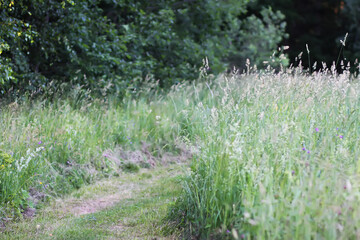 Wildflowers in a meadow. Beauty in nature. Footpath in a field.