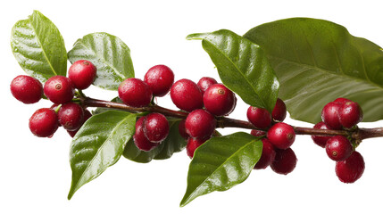 Coffee Cherry Sprig: A detailed macro shot reveals a sprig laden with vibrant red coffee cherries and lush green leaves, epitomizing freshness.